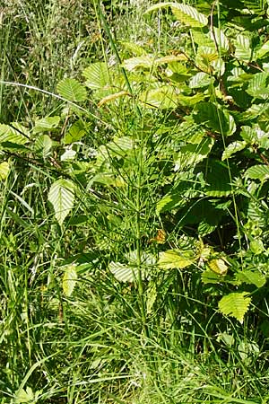 Equisetum x litorale \ Ufer-Schachtelhalm, D Odenwald, Reichelsheim 5.6.2014