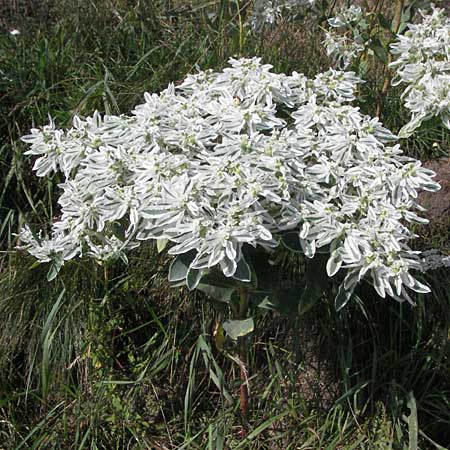 Euphorbia marginata \ Weirand-Wolfsmilch, Schnee auf dem Berge / Variegated Spurge, White-Margined Spurge, D Mannheim 17.8.2007