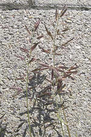 Eragrostis minor \ Kleines Liebesgras / Love Grass, D Karlsruhe 23.7.2011