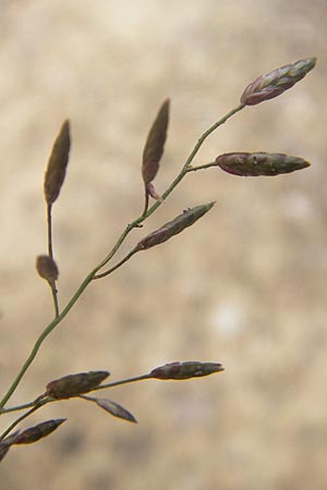 Eragrostis minor \ Kleines Liebesgras / Love Grass, D Karlsruhe 23.7.2011