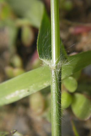 Eragrostis minor \ Kleines Liebesgras / Love Grass, D Karlsruhe 23.7.2011