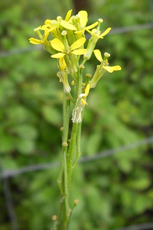 Erysimum marschallianum \ Harter Schterich, D Mainz 30.6.2012