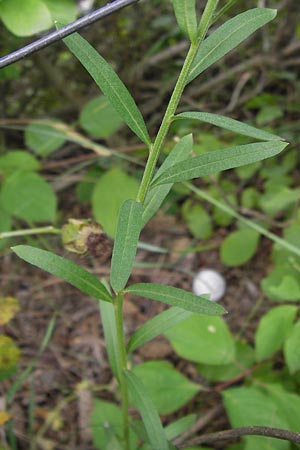 Erysimum marschallianum \ Harter Schterich, D Mainz 30.6.2012