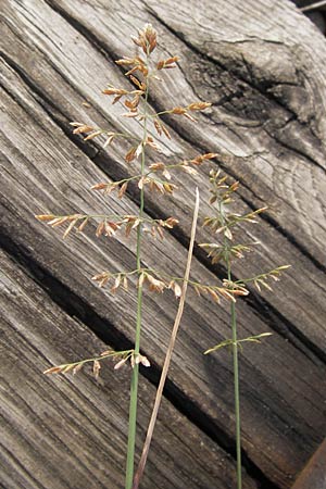 Poa compressa \ Flaches Rispengras, Plattes Rispengras / Flattened Meadow Grass, D Ludwigshafen 4.7.2012