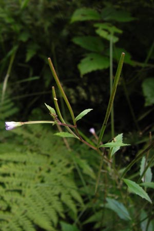 Epilobium montanum \ Berg-Weidenrschen / Broad-Leaved Willowherb, D Eberbach 21.7.2012