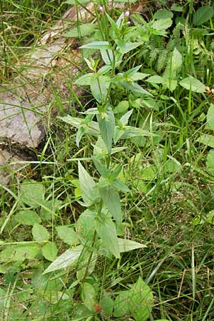 Epilobium montanum \ Berg-Weidenrschen / Broad-Leaved Willowherb, D Eberbach 21.7.2012