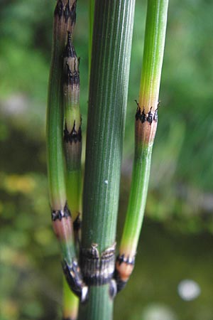 Equisetum x moorei \ Moores Schachtelhalm / Moore's Horsetail, D Botan. Gar.  Universit.  Heidelberg 11.6.2013