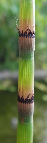 Equisetum x moorei \ Moores Schachtelhalm / Moore's Horsetail, D Botan. Gar.  Universit.  Heidelberg 11.6.2013