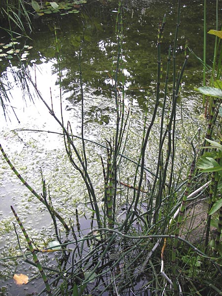 Equisetum x moorei \ Moores Schachtelhalm / Moore's Horsetail, D Botan. Gar.  Universit.  Heidelberg 11.6.2013