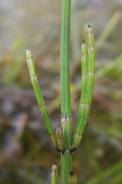 Equisetum x meridionale \ Sdlicher Schachtelhalm / Hybrid Horsetail, D Philippsburg 26.6.2013