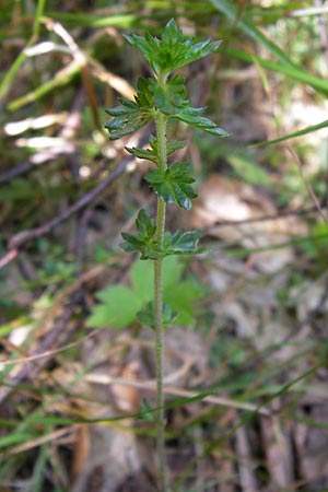 Euphrasia micrantha \ Schlanker Augentrost / Slender Heath Eyebright, D Gelnhausen 13.7.2013