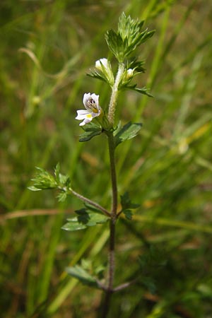 Euphrasia micrantha \ Schlanker Augentrost / Slender Heath Eyebright, D Gelnhausen 13.7.2013