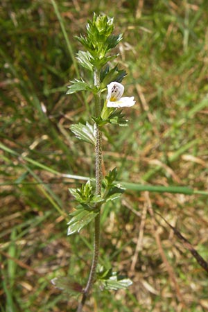 Euphrasia micrantha \ Schlanker Augentrost / Slender Heath Eyebright, D Gelnhausen 13.7.2013