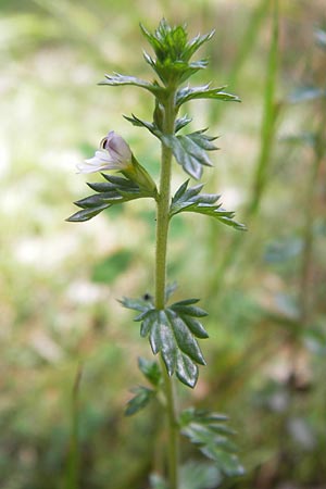 Euphrasia micrantha \ Schlanker Augentrost / Slender Heath Eyebright, D Gelnhausen 13.7.2013