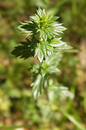 Euphrasia micrantha \ Schlanker Augentrost / Slender Heath Eyebright, D Gelnhausen 13.7.2013