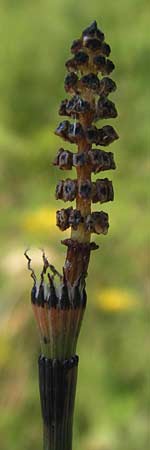 Equisetum x moorei \ Moores Schachtelhalm / Moore's Horsetail, D Ketsch 19.7.2013