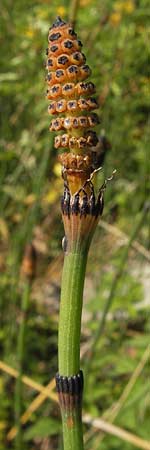 Equisetum x moorei \ Moores Schachtelhalm, D Ketsch 19.7.2013