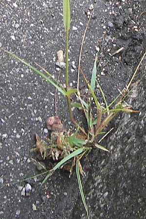 Eragrostis multicaulis \ Vielstängeliges Liebesgras, Japanisches Liebesgras / Japanese Love Grass, D Mannheim 15.9.2013