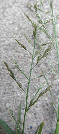 Eragrostis multicaulis \ Vielstngeliges Liebesgras, Japanisches Liebesgras / Japanese Love Grass, D Mannheim 17.9.2013