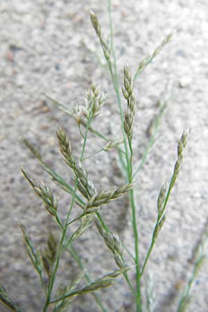 Eragrostis multicaulis \ Vielstngeliges Liebesgras, Japanisches Liebesgras, D Mannheim 17.9.2013