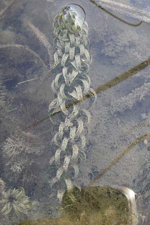 Lagarosiphon major / African Curly-Leaved Waterweed, D Langen 22.9.2012