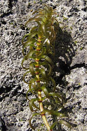 Elodea nuttallii \ Nuttalls Wasserpest, D Groß-Gerau 4.7.2013