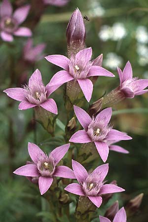 Gentianella germanica \ Deutscher Kranzenzian, Deutscher Enzian, D Gruibingen 10.9.1987