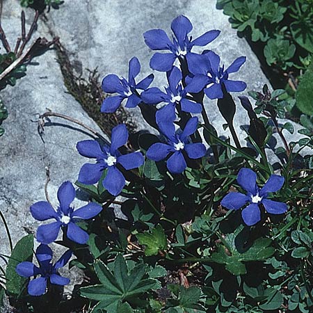 Gentiana bavarica \ Bayerischer Enzian / Bavarian Gentian, D Geigelstein 8.7.1995