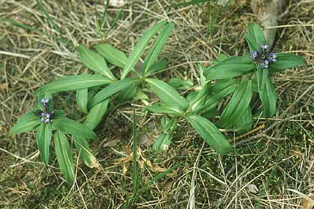 Gentiana cruciata \ Kreuz-Enzian, D Mannheim 27.6.2004