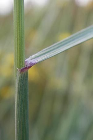 Elymus obtusiflorus \ Stumpfbltige Quecke / Obtuse Couch, D Neustadt an der Weinstraße 25.7.2011