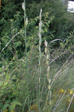 Elymus obtusiflorus \ Stumpfbltige Quecke / Obtuse Couch, D Neustadt an der Weinstraße 25.7.2011