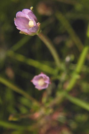 Epilobium tetragonum \ Vierkantiges Weidenrschen, D Mannheim 24.7.2012