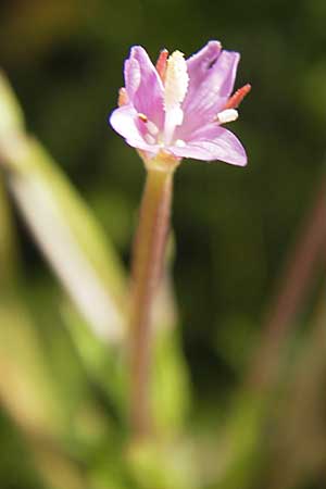 Epilobium tetragonum \ Vierkantiges Weidenrschen, D Mannheim 24.7.2012