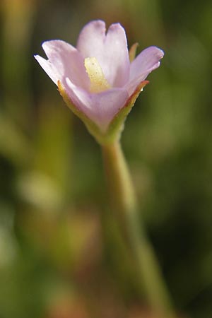 Epilobium tetragonum \ Vierkantiges Weidenrschen, D Mannheim 26.7.2012