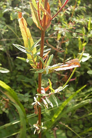 Epilobium tetragonum \ Vierkantiges Weidenrschen, D Mannheim 26.7.2012