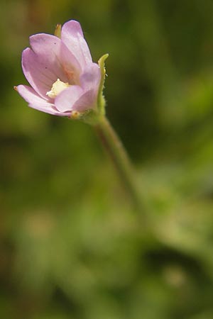 Epilobium tetragonum \ Vierkantiges Weidenrschen, D Mannheim 26.7.2012