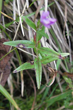 Epilobium palustre \ Sumpf-Weidenrschen / Marsh Willowherb, D Schwarzwald/Black-Forest, Feldberg 18.8.2007