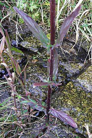 Epilobium palustre \ Sumpf-Weidenrschen / Marsh Willowherb, D Schwarzwald/Black-Forest, Feldberg 18.8.2007