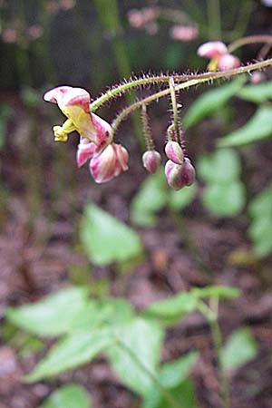 Epimedium alpinum \ Alpen-Sockenblume / Barren-Wort, D Weinheim an der Bergstraße, Botan. Gar.  Hermannshof 8.4.2008