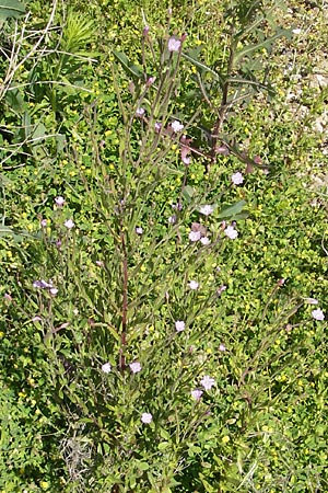 Epilobium tetragonum \ Vierkantiges Weidenrschen, D Karlsruhe 13.6.2009