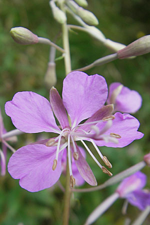 Epilobium angustifolium \ Schmalblttriges Weidenrschen, D Odenwald, Beerfelden 21.8.2009