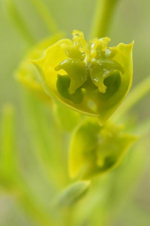 Euphorbia saratoi \ Schein-Ruten-Wolfsmilch, D Martinstein an der Nahe 15.5.2010