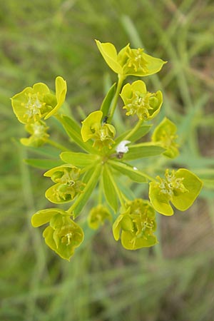 Euphorbia saratoi \ Schein-Ruten-Wolfsmilch / Twiggy Spurge, D Martinstein an der Nahe 15.5.2010