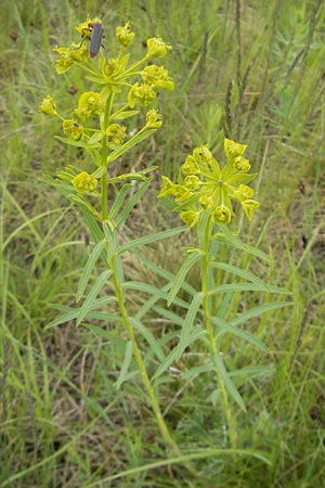 Euphorbia saratoi \ Schein-Ruten-Wolfsmilch / Twiggy Spurge, D Martinstein an der Nahe 15.5.2010