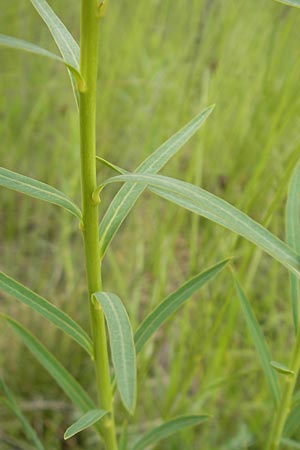 Euphorbia saratoi / Twiggy Spurge, D Martinstein an der Nahe 15.5.2010