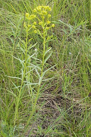 Euphorbia saratoi \ Schein-Ruten-Wolfsmilch, D Martinstein an der Nahe 15.5.2010
