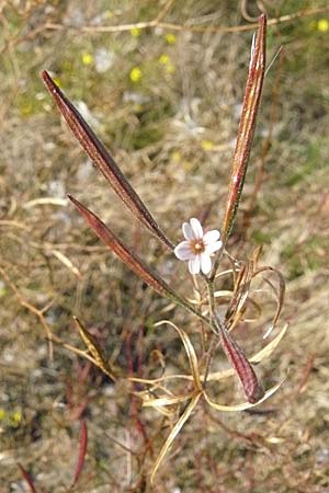 Epilobium brachycarpum \ Kurzfrchtiges Weidenrschen, D Reilingen 22.9.2007