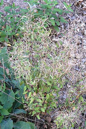 Epilobium lanceolatum \ Lanzettblttriges Weidenrschen, D Schriesheim-Altenbach 28.8.2009