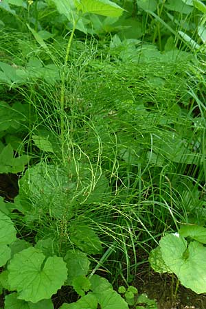 Equisetum pratense \ Wiesen-Schachtelhalm, D Blankenau bei Fulda 30.5.2012