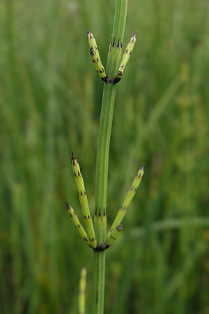 Equisetum palustre \ Sumpf-Schachtelhalm, Duwock / Marsh Horsetail, D Bodman 17.6.2011